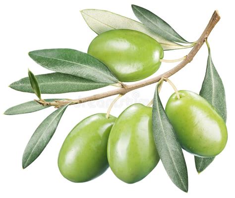 Olives Vertes Avec Des Feuilles Sur Un Fond Blanc Photo Stock Image