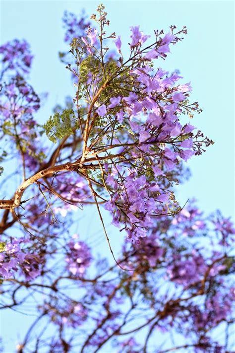 Browse our extensive tree list and find out which trees are best suited for your landscape. Favorite May Flowers. Purple Flowering Tree. Flower ...