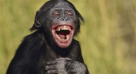Do Animals Laugh Howstuffworks