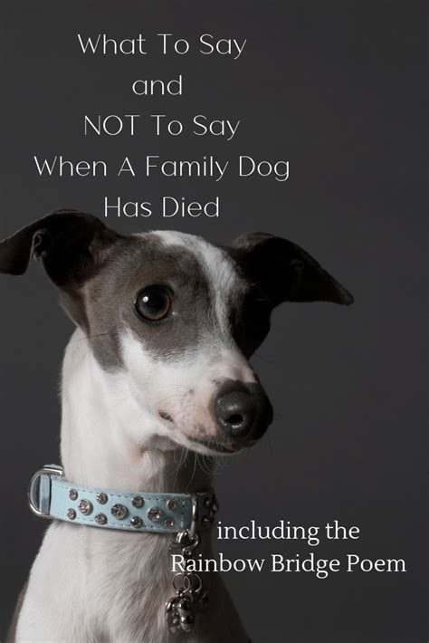 Losing A Dog Quotes Pet Loss Quotes Losing A Pet Death Of Dog Quotes