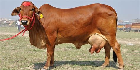 Sahiwal Cow Buy Sahiwal Cow For Best Price At Inr 40 Kinr 60 K Pieces