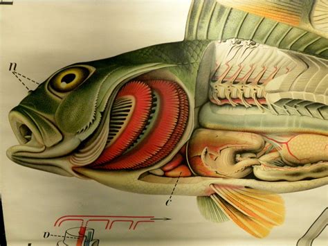 Teleostei Perca Fluvialis - Big zoological wall charts by Martinus ...