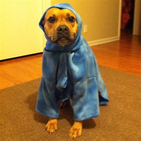 Now your dog can also gain a new sophisticated look because unlike traditional dog clothes that fit snugly and tight, the snuggie for dogs is roomy and oversized. My attempt a a dog snuggie... | Animals friends, Cute ...