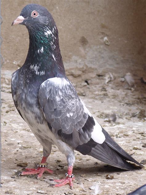 Pakistani Tipplers Kabootar Baaz Uk And Usa Pigeons Fancy Pigeons