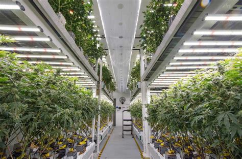 How Led Retrofit Can Level Up Indoor Cannabis Farming Fluence