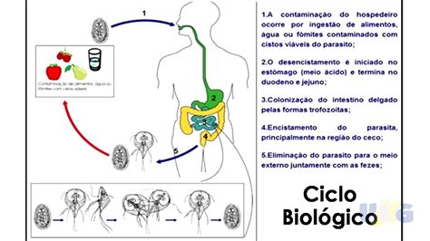 ciclo de biólogico giardia Parasitologia Aplicada A Enfermagem