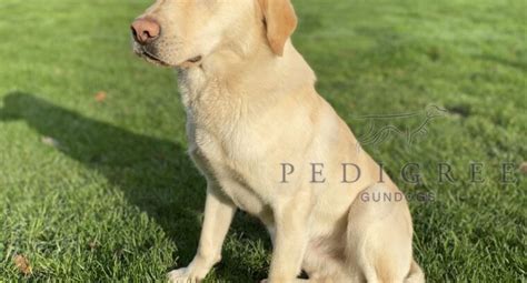 Part Trained Yellow Labrador Dog Pedigree Gundogs