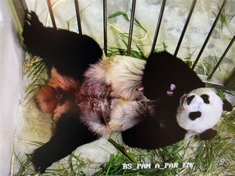 Singapores First Giant Panda Cub Born To Jia Jia And Kai Kai On 7th