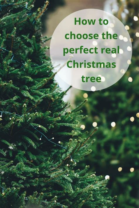 How To Choose The Perfect Real Christmas Tree Christmas