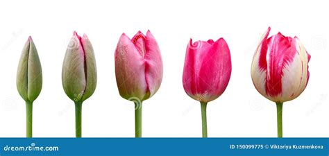 Tulips On White Background Close Up Stages Of Flowering Tulip From