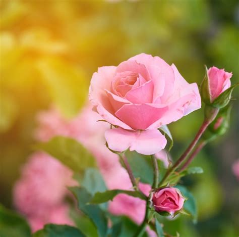 Capullos De Rosas Rosas En Flor En El Jardín Foto Premium