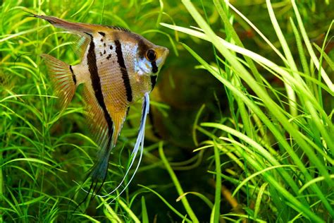10 Best Aquarium Fish For Beginners Easy Fish For Freshwater Tanks