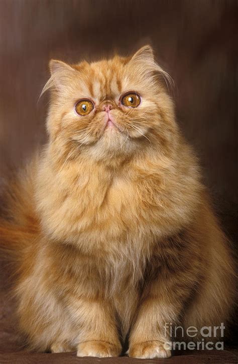 Red Persian Cat Photograph By Jean Michel Labat Fine Art America