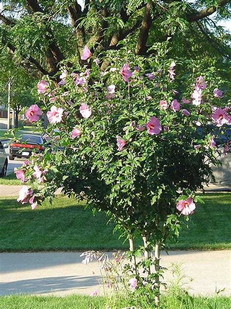 Aphrodite Rose Of Sharon Tree Form Clearview Nursery