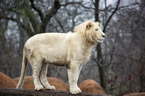 White Lion Cub Zoochat