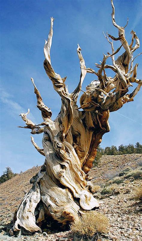 Lords Of The Rings Oldest Tree Species On Earth Trees
