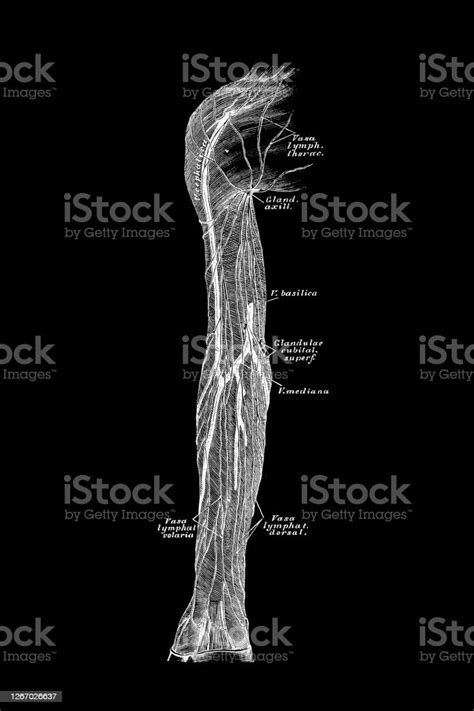 Arm Lymphatic Vessel Stock Illustration Download Image Now Anatomy