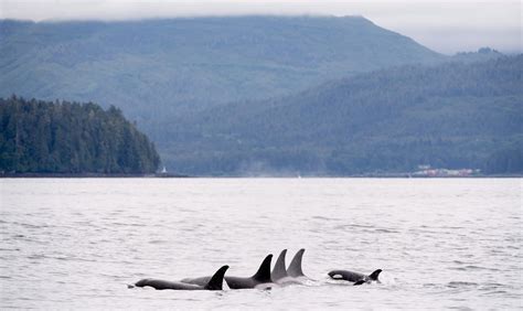 Two Southern Resident Killer Whales Missing As Experts Fear For The