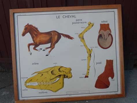 Ecole Fmr Affiches Scolaires Le Cheval Et Le Lapin Affiche Scolaire Rossignol