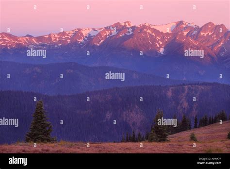 Dawn Over The Bailey Range Mountains From High Alpine Meadow In Olympic