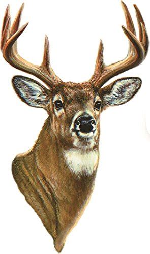 Whitetail Deer Pictures Deer Photos Antler Hunting Hunting Art Buck