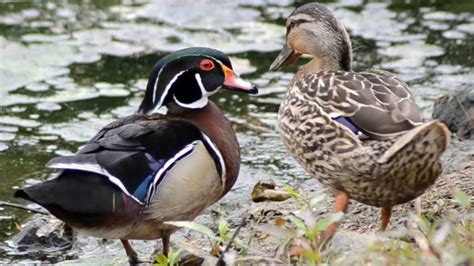 Male Wood Duck Chattering With Its Mallard Mate Youtube