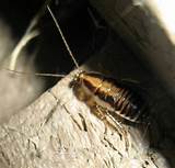 Young Cockroach Photos Images