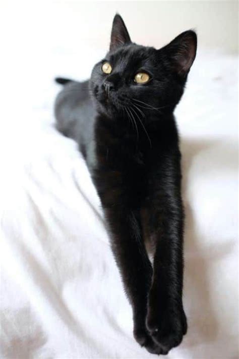 Bombay Cat Breeds Cats Black Cat