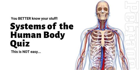 Systems Of The Human Body Quiz Petrage