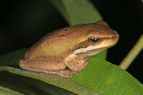 Litoria Fallax Eastern Dwarf Tree Frog Seen At Ballandea Flickr