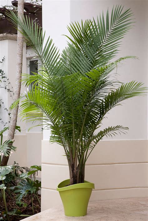 Don't miss any our blog. Elegant Palms for Every Setting | Costa Farms