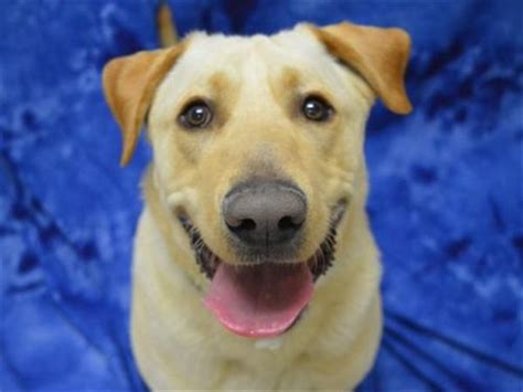 We hope that you will find a pet that will become a long time member of your family! Cletus - Oregon Humane Society | Humane society, Canine ...