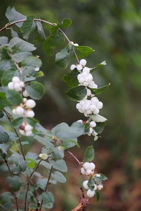 Common Snowberry Symphoricarpos Albus Arkansas Valley Seed