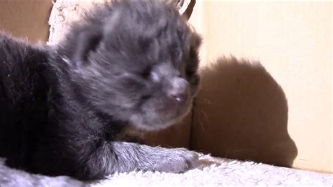 Cats tend to be farsighted, but are very sensitive to motion. Kitten Opens His Eyes for the First Time! - YouTube