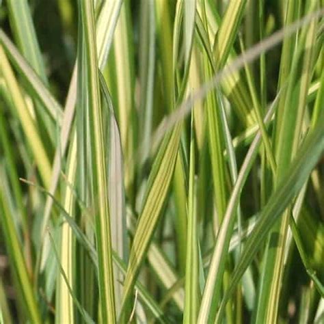 Eldorado Variegated Feather Reed Grass Grown By Overdevest