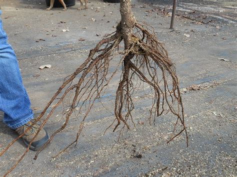 Bare Root Fruit Trees Available Now