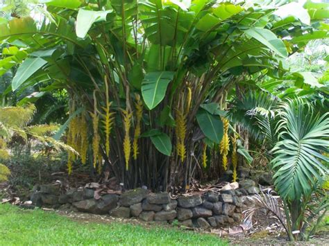 Tropical Plants Nursery In Brevard County Melbourne