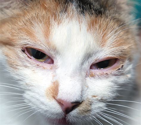 L Lysine For Feline Herpes Virus Catwatch Newsletter