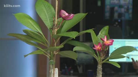 Dont Miss Out On The Annual Plumeria Sale