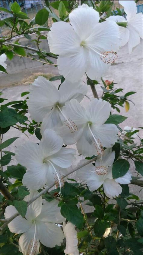 White Hibiscus Plant Near Me Hibiscus Flower Tower White Plantipp
