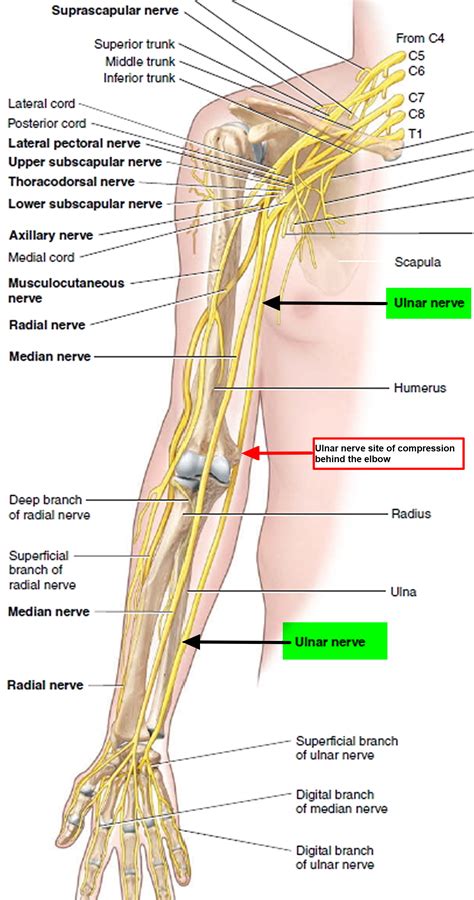 Ulnar Nerve Entrapment At The Elbow Cubital Tunnel Syndrome Orthoinfo