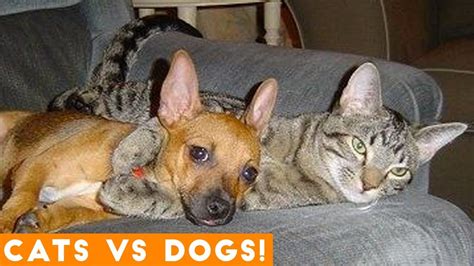 The Funniest Dogs Vs Cats Compilation 2018 Funny Pet Videos Adew