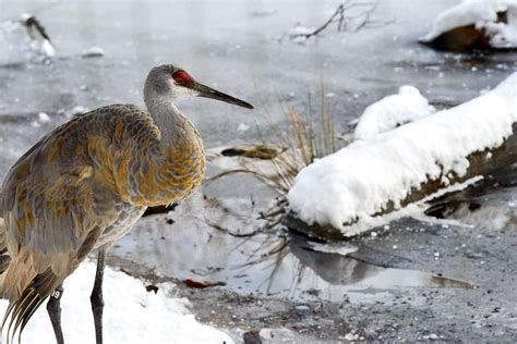 Sandhill Crane In Winter Eric Kilby Flickr