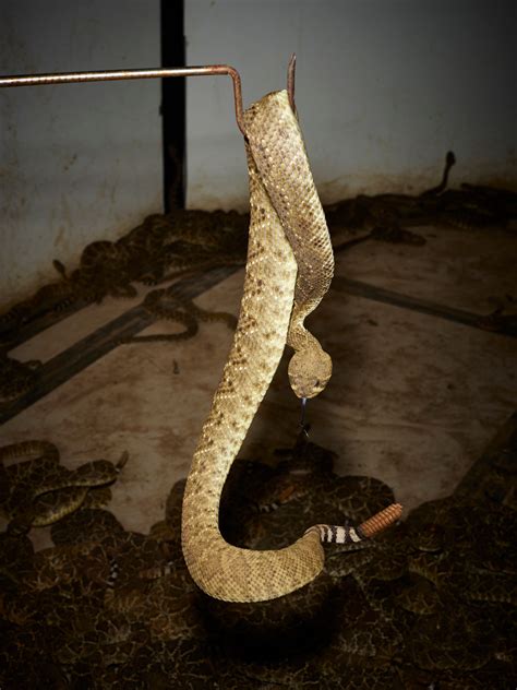 Something About A Snake Brings Everybody Out The New York Times