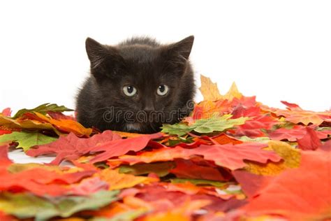 Cute Black Kitten And Leaves Stock Image Image Of Adorable Baby