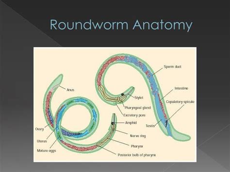 Ppt Flatworms Roundworms Powerpoint Presentation Id2114233