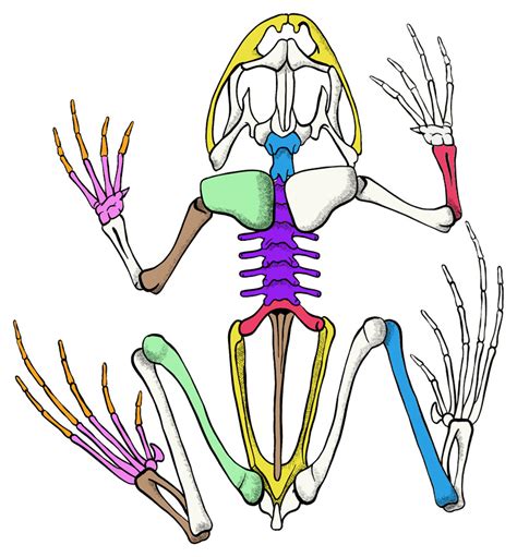 Skeletal System Of A Frog Ventral View