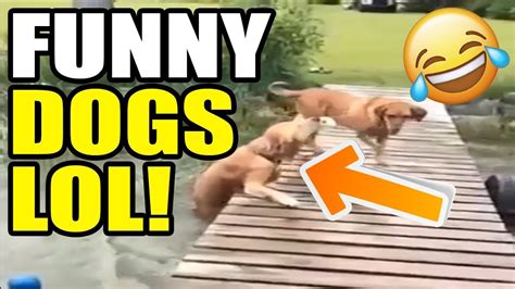 Funny Dogs Compilation Videos Lol Funny Animals Youtube