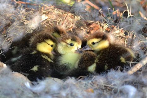 Baby Ducklings Just Hatched Photograph By Rd Erickson Fine Art America