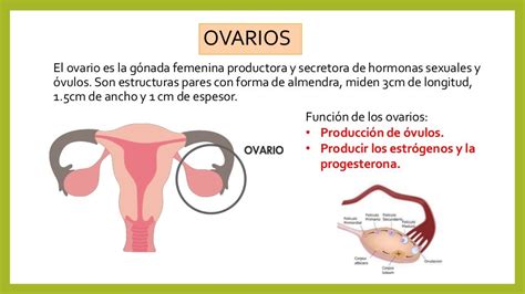 Histologia Aparato Reproductor Femenino Sistema Reproductivo Sistema